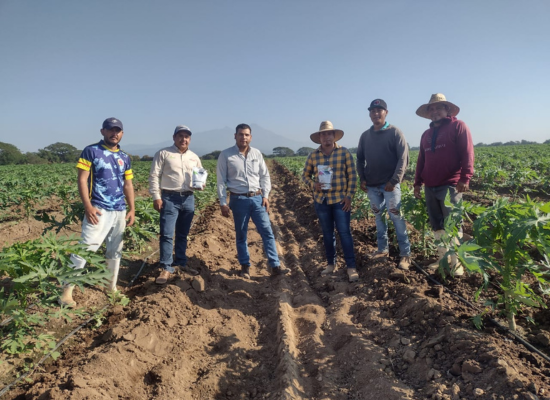 six latin-american looking men with caps or starw hats standing on agricultural field on a sunny day