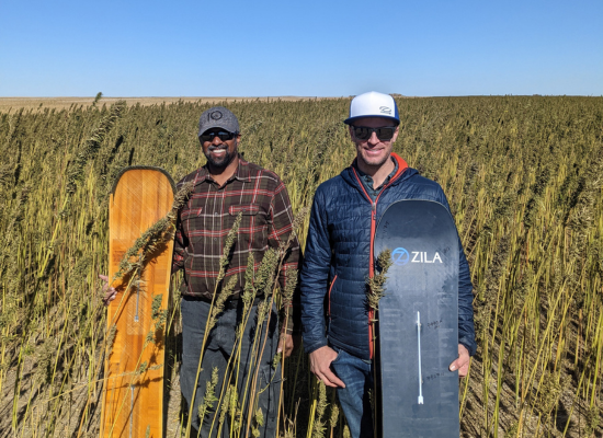 two men standing in a field of hemp, holding a snowboard each on a sunny day