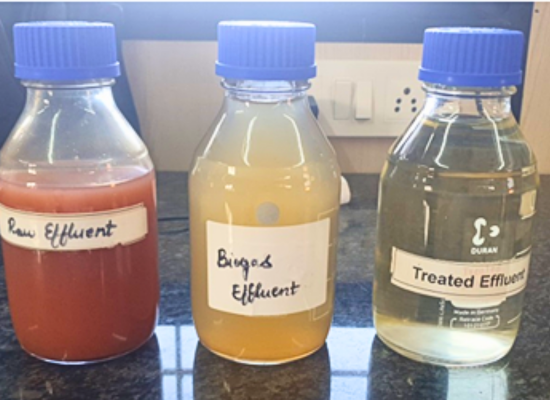 Three flasks next to each other: one with red, turbis liquid, labled "raw effluent", another with yellowish, turbis liquid, labelled "biogas effluent" and a third one with clear, colourless liquid, labelled "treated effluent".